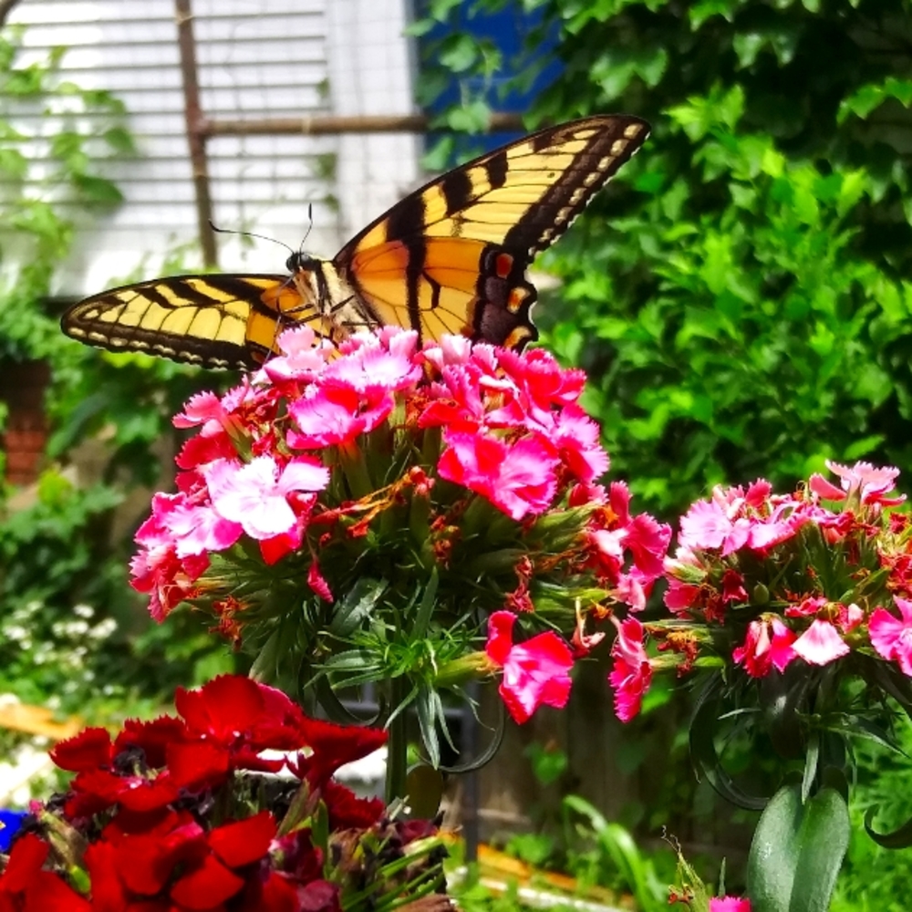 Meet your Posher, Casey